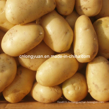 2016 Новый урожай картофеля Fresh Holland Potato